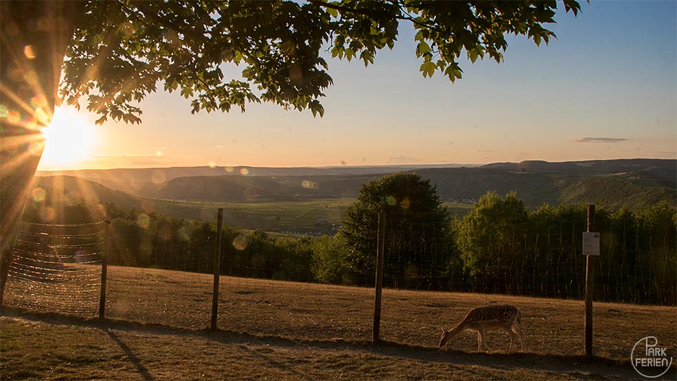 Landal Sonnenberg wildgehege