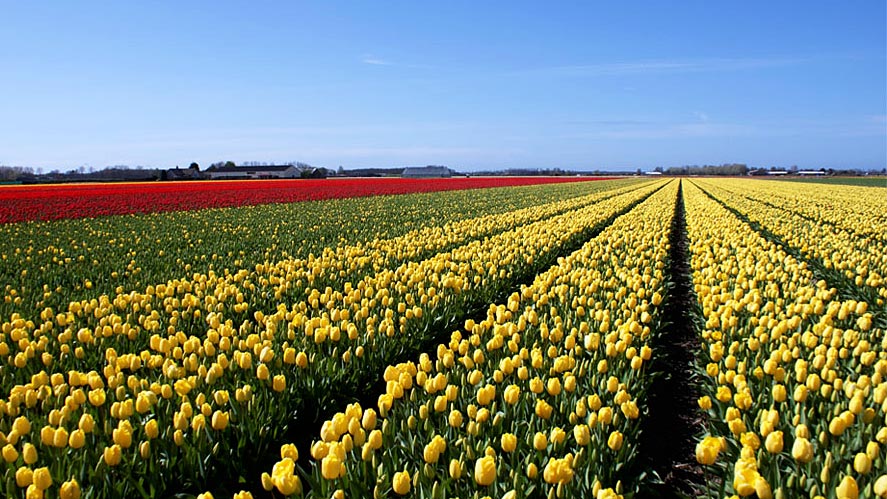 tulpenfelder in holland