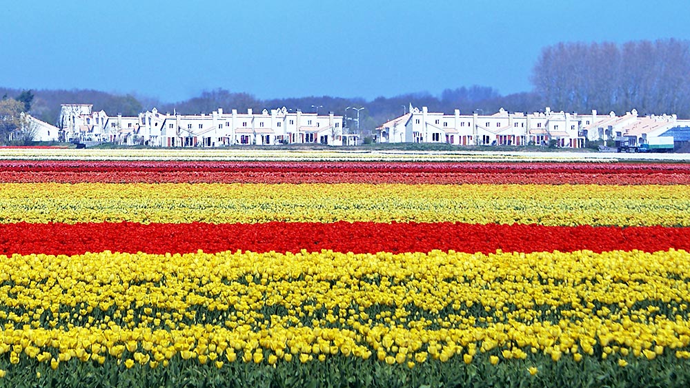 tulpenfelder dunimar