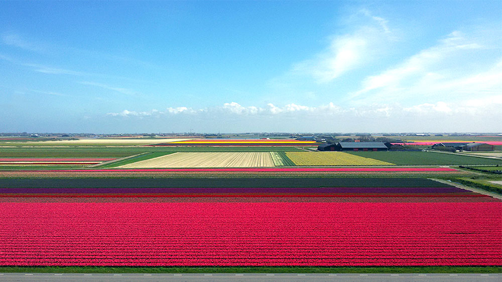 tulpenfelder nordholland