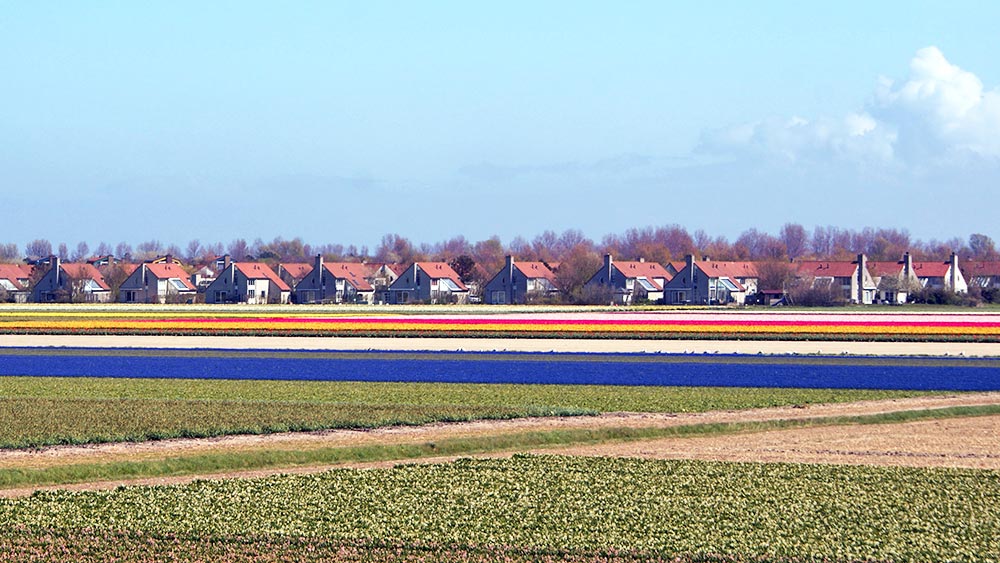 tulpenfelder oogduyne