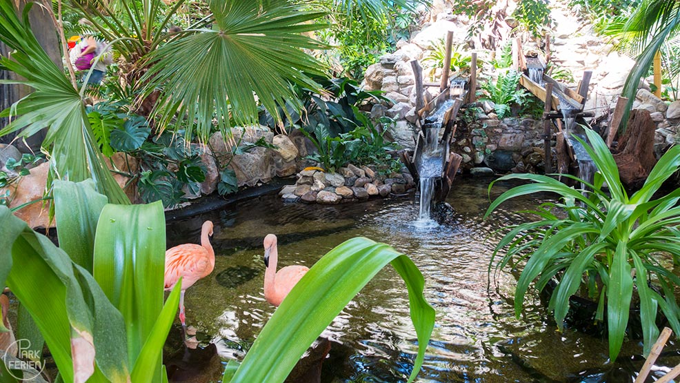center parcs bispinger heide, flamingos