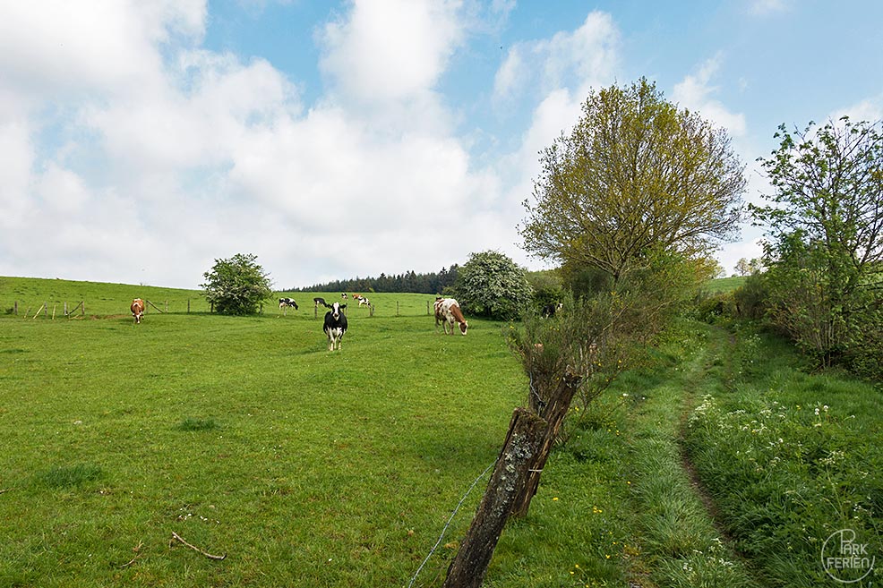 landal glamping neufchateau wanderung kuehe