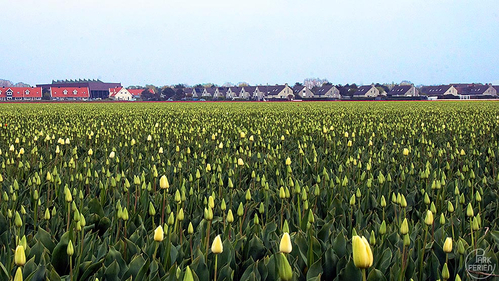 Landal Beach Resort Ooghduyne in Julianadorp, Nord-Holland