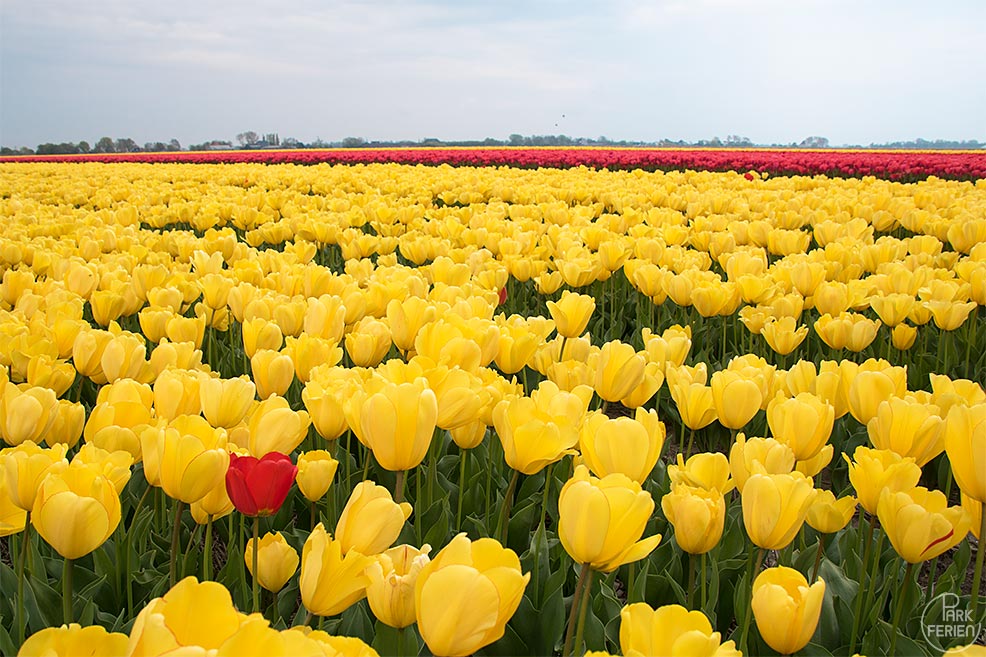 landal ooghduyne tulpen