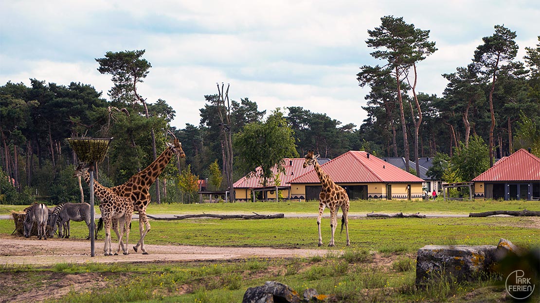 Safari Resort Beekse Bergen